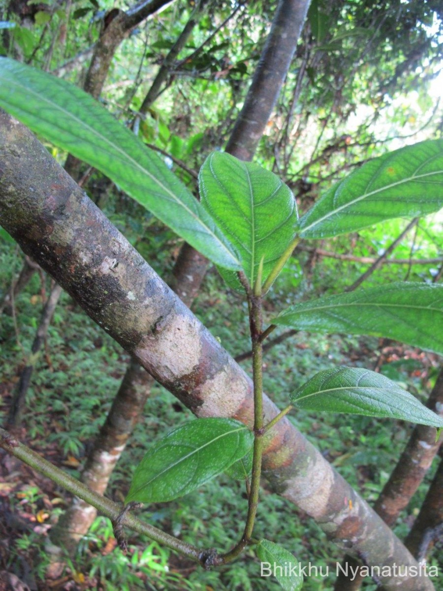 Ficus hispida L.f.